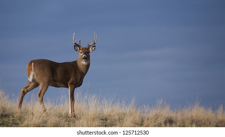 White-tailed Buck Deer Stag In Prairie Grass Against A Natural Blue Background Whitetail Deer Hunting The Western US: South Dakota North Dakota Montana Wyoming Idaho Colorado Nebraska Kansas