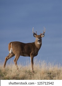 White-tailed Buck Deer Stag In Prairie Grass Against A Natural Blue Background Whitetail Deer Hunting The Western US: South Dakota North Dakota Montana Wyoming Idaho Colorado Nebraska Kansas