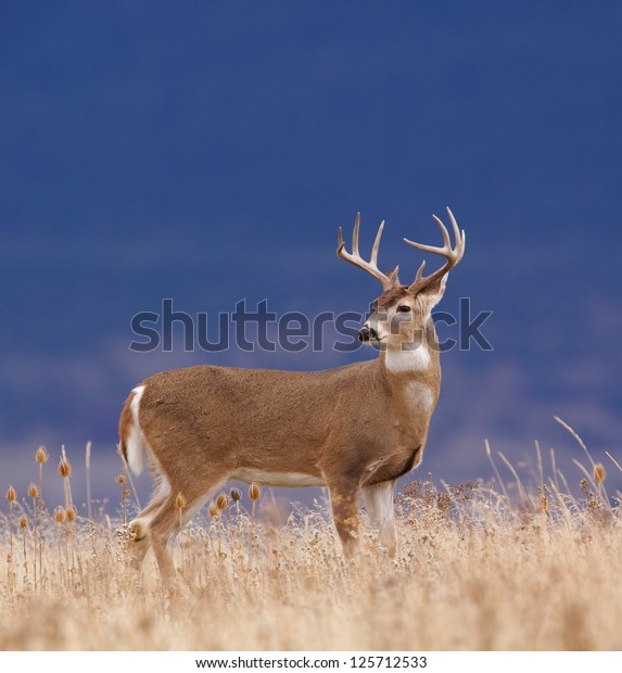 White-tailed buck deer stag in prairie grass\
against a natural blue background Whitetail deer hunting the\
western US: South Dakota North Dakota Montana Wyoming Idaho\
Colorado Nebraska\
Kansas