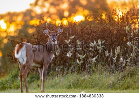 White-tailed Buck (Odocoileus virginianus) backlit from the setting sun at evening. Selective focus, background blur and foreground blur.
