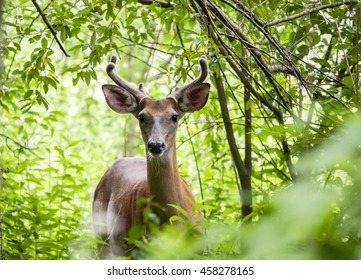 A white-tailed buck watches from the thick brush in the Delaware Water Gap National Recreation Area in Walpack, New Jersey.