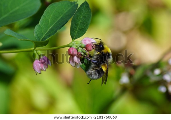 White-tailed bumblebee (Bombus lucorum), family Apidae\
on the flowers of Common Snowberry (Symphoricarpos albus),\
honeysuckle family (Aprifoliaceae). Summer in a Dutch garden.      \
                  