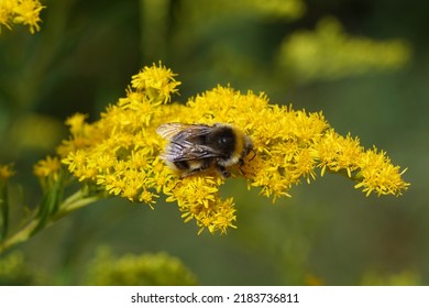 White-tailed bumblebee (Bombus lucorum) on yellow flowers of Canadian goldenrod (Solidago Canadensis). Blurred flowers on the background. Netherlands, summer, July                               