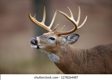 A white-tailed deer buck