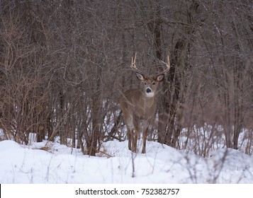 Whitetailed Deer Buck Coming Out Bushes Stock Photo 752382757 ...