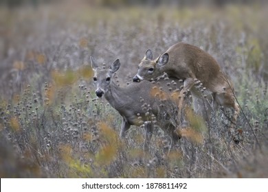 White-tailed Deer (buck and doe)
