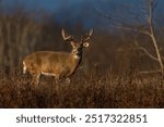 White-tailed deer buck during the rut