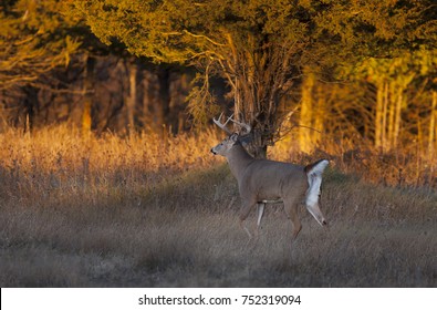 White-tailed deer buck in early evening light walking through the meadow during the autumn rut in Canada