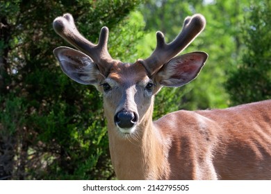 White-tailed deer buck in the early morning light with velvet antlers walking through a meadow in the spring in Canada