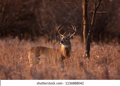 White-tailed deer buck with a huge neck and antlers standing on alert looking for a mate during the rut in the early morning autumn light in Ottawa, Canada