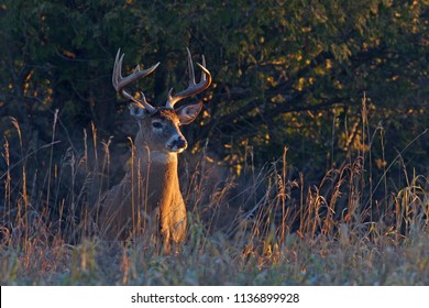 White-tailed deer buck with a huge neck in the early morning light walking through the meadow during the autumn rut in Ottawa, Canada