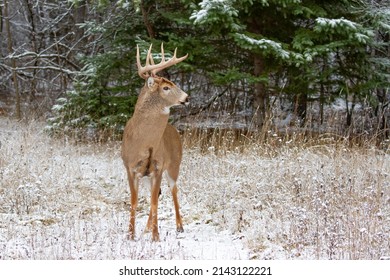 White-tailed deer buck with huge neck standing in the forest on a winter day in Canada