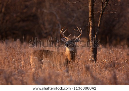 White-tailed deer buck with a huge neck and antlers standing on alert looking for a mate during the rut in the early morning autumn light in Ottawa, Canada
