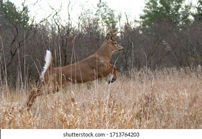 White-tailed deer buck jumping through the air after a doe in the forest during the rut in Canada