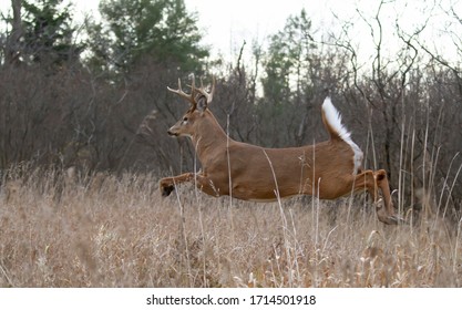 White-tailed deer buck jumping through the air after a doe in the forest during the rut in Canada