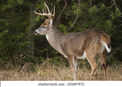 A white-tailed deer buck with large antlers