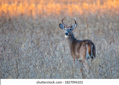 White-tailed deer buck (Odocoileus virginianus) standing in a Wausau, Wisconsin soybean field, horizontal