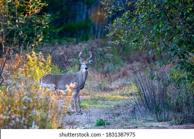 White-tailed deer, buck (Odocoileus virginianus) in  a central Wisconsin forest, horizontal