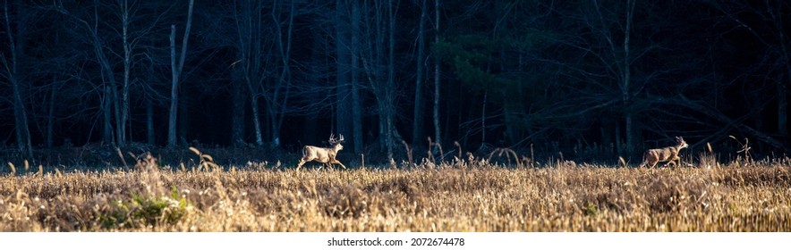 White-tailed deer buck  (odocoileus virginianus) chasing a doe in a Wisconsin cornfield during the rut in November, panorama