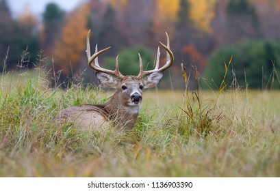 White-tailed deer buck resting in the grass during the rut in autumn in Canada