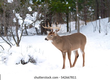 4,406 Buck deer standing whitetail Images, Stock Photos & Vectors ...