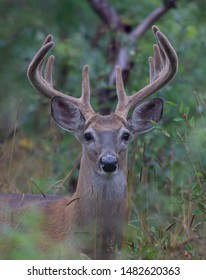 Whitetailed Deer Buck Velvet Antlers Looking Stock Photo 1482620363 ...