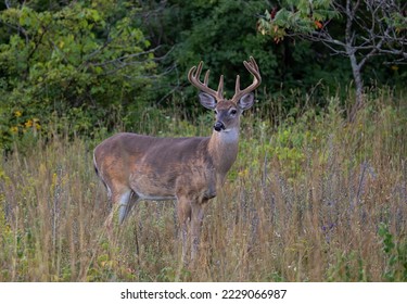 White-tailed deer buck walking through a meadow in summer in Canada