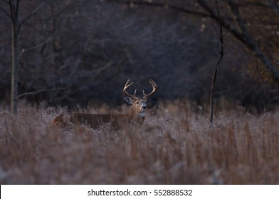 7,220 Autumn whitetail buck Images, Stock Photos & Vectors | Shutterstock