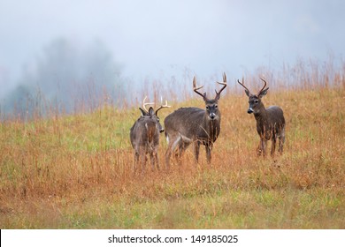 White-tailed deer bucks in an open meadow in Smoky Mountain National Park