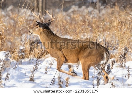  white-tailed deer in Canadian winter