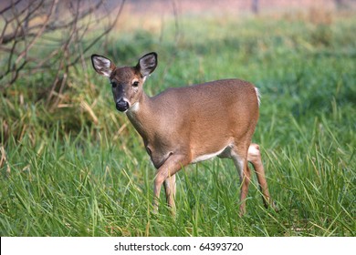 White-tailed Deer Doe