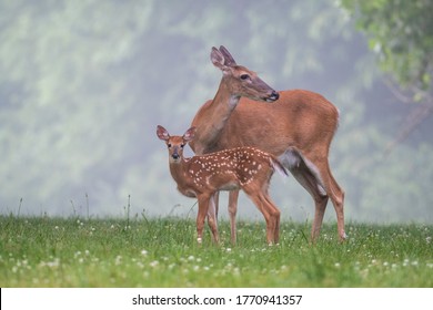 White-tailed deer doe grooms its fawn in a meadow on a foggy summer morning. - Shutterstock ID 1770941357