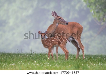 White-tailed deer doe grooms its fawn in a meadow on a foggy summer morning.