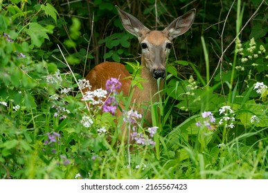 A White-tailed Deer doe is standing in the brush. Also known as a Virginia Deer. Taylor Creek Park, Toronto, Ontario, Canada.