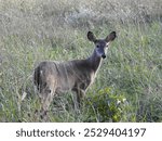 A white-tailed deer, doe, standing in a field within the Blackwater National Wildlife Refuge, Dorchester County, Cambridge, Maryland.