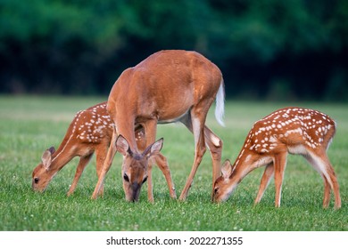 A white-tailed deer doe and two fawns in an open meadow in summer - Shutterstock ID 2022271355