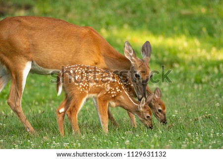 A white-tailed deer doe and its two fawns in an open meadow in summer