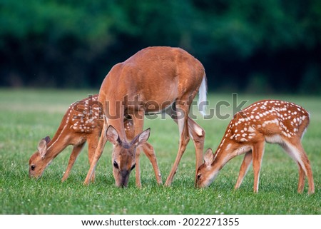 A white-tailed deer doe and two fawns in an open meadow in summer