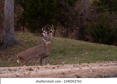 white-tailed deer eight-point buck in a meadow in fall.