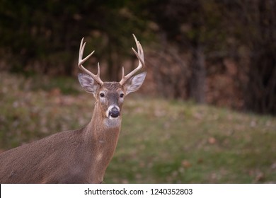 white-tailed deer eight-point buck in a meadow in fall.