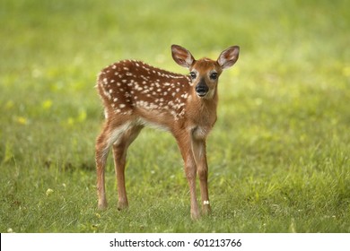 A white-tailed deer fawn standing in a meadow