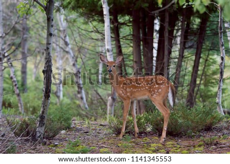White-tailed deer fawn walking through the forest in Ottawa, Canada