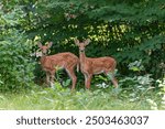 White-tailed deer fawns in the urban hedge in summer in Wisconsin