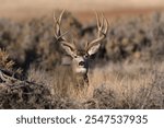 White-tailed Deer In the Field