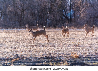 White-tailed Deer In The Field In Fall