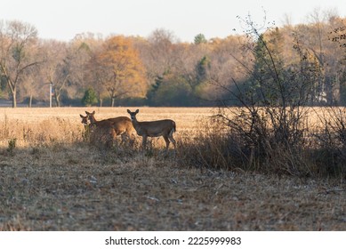 White-tailed Deer In The Field In Fall