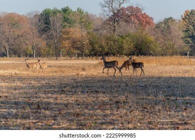 White-tailed Deer In The Field In Fall