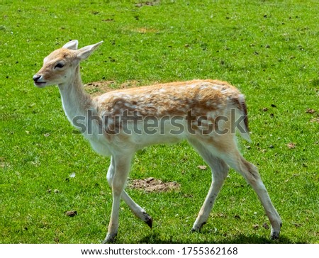 Similar – Image, Stock Photo fawn Nature Grass Meadow