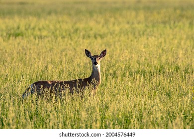 White-tailed Deer In Hay Meadow In Powder River County, Montana, USA