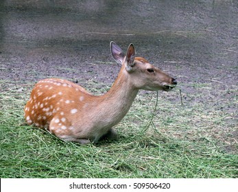 White-tailed Deer, Looks Like Bambi, Sitting And Eating Grass 